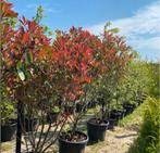 Meerstammige photinia red robin, Tuin en Terras, Planten | Bomen, Ophalen of Verzenden