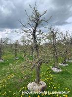 Oude appelbomen met karakter laagstam, halfstam en hoogstam, Tuin en Terras, Planten | Fruitbomen, Ophalen