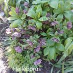 Stekjes Helleboris, Vaste plant, Halfschaduw, Lente, Ophalen