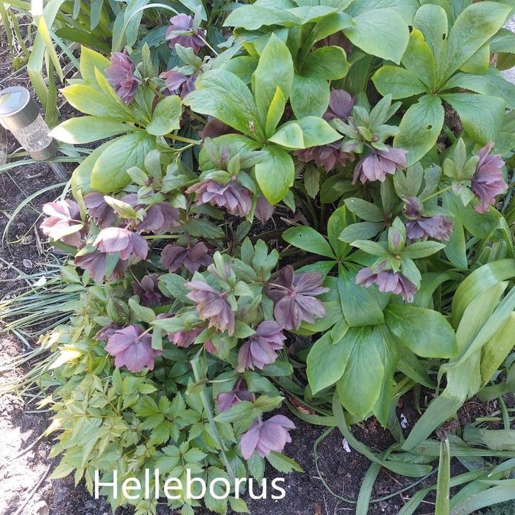 Stekjes Helleboris, Tuin en Terras, Planten | Tuinplanten, Vaste plant, Overige soorten, Halfschaduw, Lente, Ophalen