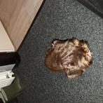 Te koop.mini Shih-tzu  reu 8mnd oud, Dieren en Toebehoren, Honden | Chihuahua's en Gezelschapshonden, Rabiës (hondsdolheid), 15 weken tot 1 jaar