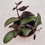 Hoya Red Maroon p6, Huis en Inrichting, Kamerplanten, Ophalen of Verzenden, Halfschaduw, Minder dan 100 cm