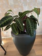 Calathea in pot, Overige soorten, In pot, Minder dan 100 cm, Groene kamerplant