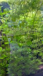 Aquarium plant, Dieren en Toebehoren, Ophalen of Verzenden