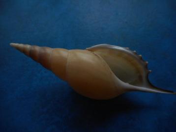 Schelpen: Tibia martinii Marrat gem- 104mm beschikbaar voor biedingen