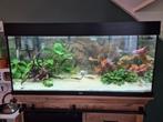 Juwel rio 180 + toebehoren, Dieren en Toebehoren, Vissen | Aquaria en Toebehoren, Ophalen, Zo goed als nieuw, Gevuld zoetwateraquarium