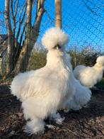 Broedeieren wit USA zijdehoen(der), Dieren en Toebehoren, Geslacht onbekend, Kip