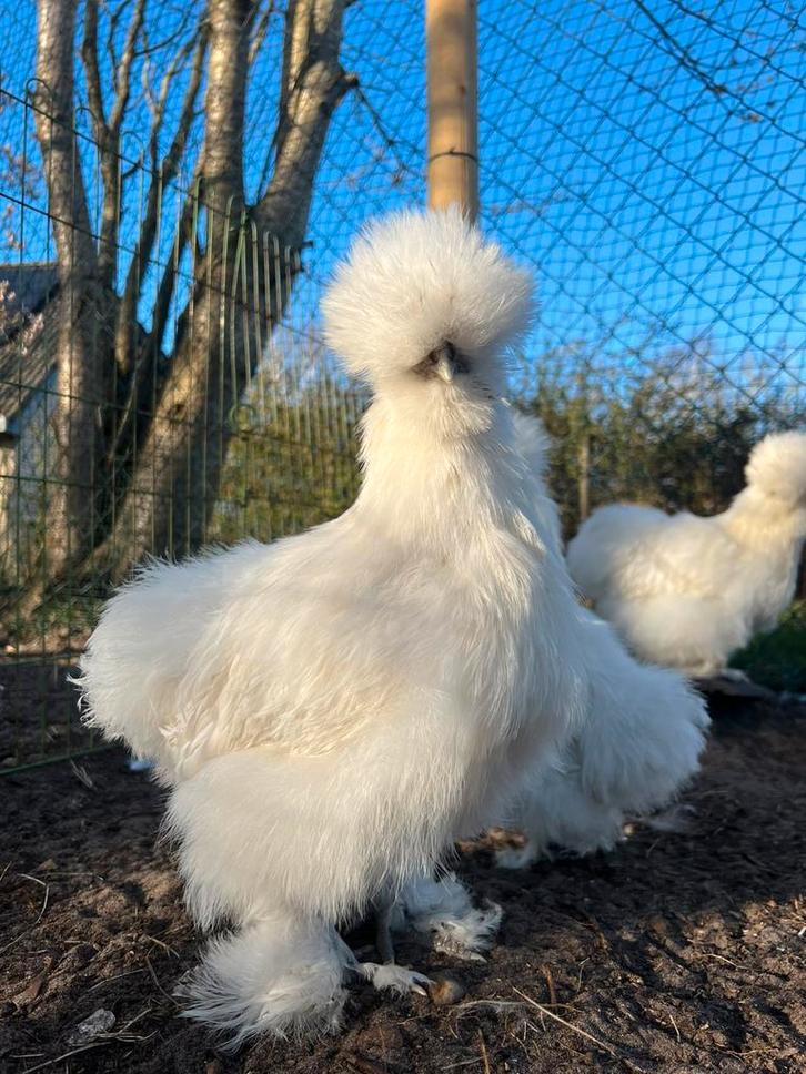 Broedeieren wit USA zijdehoen(der), Dieren en Toebehoren, Pluimvee, Kip, Geslacht onbekend