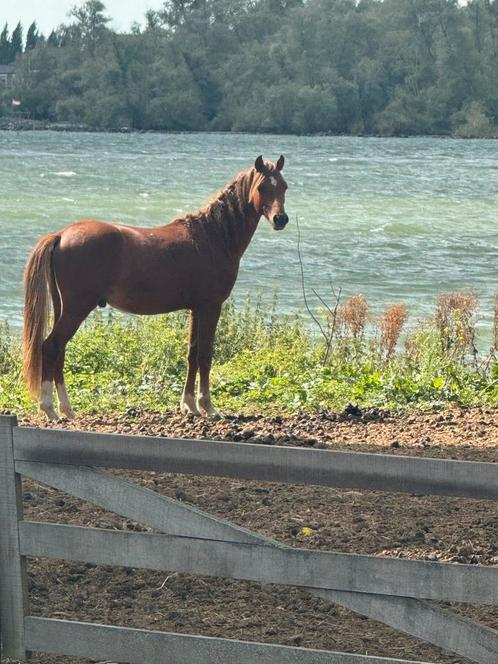 Twee pony’s te koop – Hackney ruin & Welsh B hengstje, Dieren en Toebehoren, Pony's, Ruin