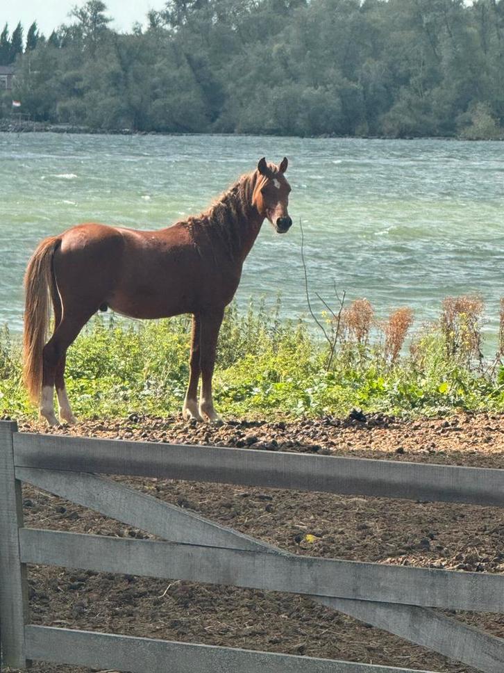 Bijna 2 jarige welsh B pony - SUPER BRAAF!!!!, Dieren en Toebehoren, Pony's, Ruin, 0 tot 2 jaar