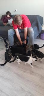 Lieve Kittens!  Zoeken families / Cyprus Europese kort haar, Kortharig, Meerdere dieren, 0 tot 2 jaar