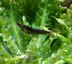 Neocaridina dwerg garnalen bruin, Zoetwatervis, Kreeft, Krab of Garnaal