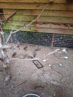 Duifjes, Dieren en Toebehoren, Mannelijk