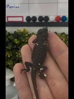 Baardagaam 50% Red monster 100% Het witblits, Dieren en Toebehoren, Reptielen en Amfibieën, Hagedis, 0 tot 2 jaar