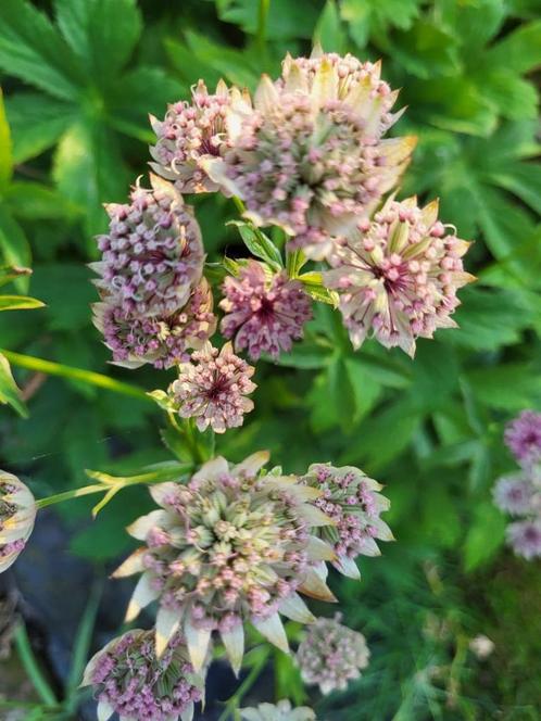 Zaden Astrantia roze, Tuin en Terras, Bloembollen en Zaden, Volle zon, Verzenden
