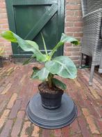 Bananen planten Musa Tropicana niet winterhard, Ophalen, Zomer, Overige soorten, Volle zon