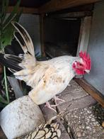 Prachtige jonge Serama haan, Dieren en Toebehoren, Pluimvee, Mannelijk, Kip