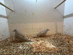 Diamantduiven, Dieren en Toebehoren, Vogels | Overige Vogels, Meerdere dieren, Geringd