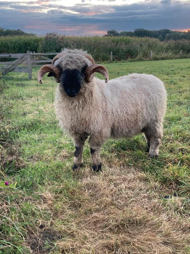 Walliser Schwarznase dekram te koop, Dieren en Toebehoren, Schapen, Geiten en Varkens, Schaap, Mannelijk