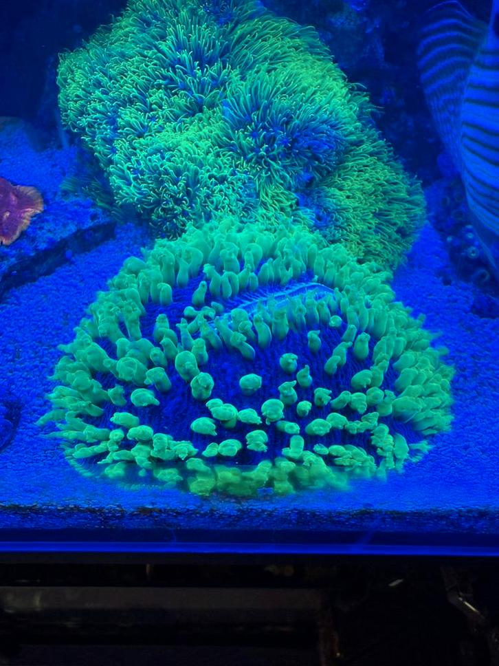 Green helmet fungia, Dieren en Toebehoren, Vissen | Aquariumvissen, Zoutwatervis, Overige typen