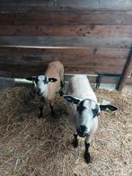 2 jonge maasduinen rammen, Mannelijk, Schaap