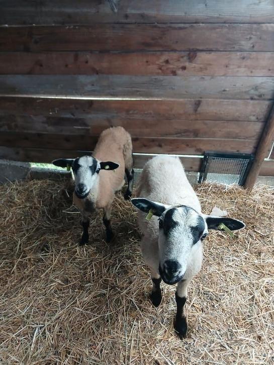 2 jonge maasduinen rammen, Dieren en Toebehoren, Schapen, Geiten en Varkens, Schaap, Mannelijk