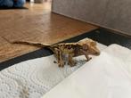 Wimpergekko met terrarium, Dieren en Toebehoren, Hagedis, Met terrarium, 0 tot 2 jaar