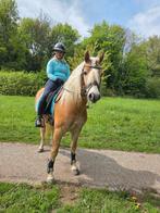 Eerlijk betrouwbaar haflinger ruin, Ruin, Dressuurpaard, Ingeënt