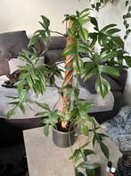Philodendron glad hands, Huis en Inrichting, Kamerplanten, Ophalen, Halfschaduw, Minder dan 100 cm