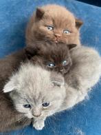 Schattige Britse Korthaar x scotch, fold kittens te koop! ️, Dieren en Toebehoren, Katten en Kittens | Raskatten | Korthaar, 0 tot 2 jaar