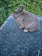 Kleurdwerg bruin ram, Dieren en Toebehoren, Mannelijk, Dwerg