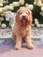 Labradoodle dekreu, Dieren en Toebehoren, Reu, 1 tot 2 jaar, Eén hond, Nederland