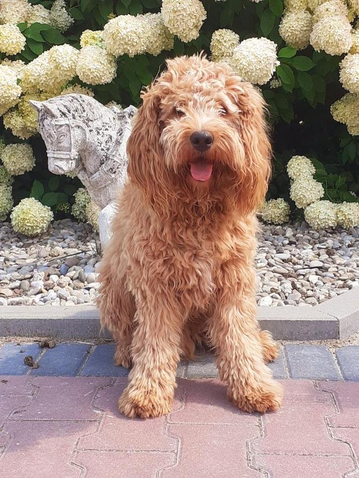 Labradoodle dekreu, Dieren en Toebehoren, Honden | Dekreuen, Reu, Particulier, Eén hond, Nederland, 1 tot 2 jaar