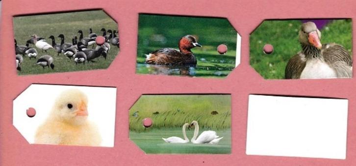 0223) zwanen eenden ganzen watervogels labeltjes, Verzamelen, Dierenverzamelingen, Zo goed als nieuw, Beeldje of Figuurtje, Ophalen of Verzenden