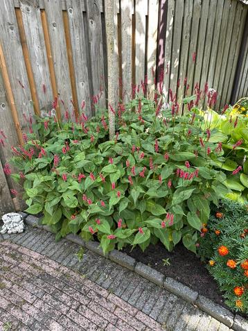 Persicaria amplexicaulis Taurus beschikbaar voor biedingen