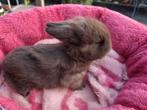 Prachtige choco Mini Lop konijntje te reserveren, Geslacht onbekend, Klein, Hangoor, 0 tot 2 jaar