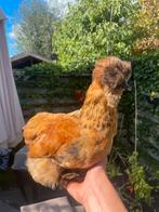 USA zijdehoen haan, Dieren en Toebehoren, Mannelijk, Kip