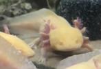 Te koop albino /geel axolotl €45, Dieren en Toebehoren, Ophalen