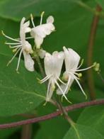 **GOEDKOOP** Lonicera xylosteum, rode kamperfoelie, inheems, Tuin en Terras, Ophalen of Verzenden, Taxus, Struik, Minder dan 100 cm