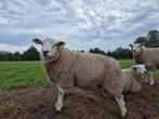 Zuivere swifter stamboek dekrammen, Dieren en Toebehoren, Schapen, Geiten en Varkens, Mannelijk, Schaap, 0 tot 2 jaar