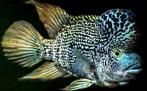 Hatiensis cichliden, Dieren en Toebehoren, Vis, Zoetwatervis