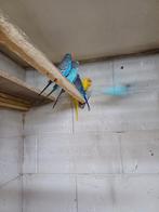 Grasparkieten  blauw en geel en paars, Dieren en Toebehoren, Vogels | Parkieten en Papegaaien, Meerdere dieren, Parkiet