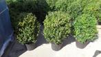 Buxus struiken voor een heg in diverse maten, vanaf €4,50, Ophalen, Buxus, Struik, Minder dan 100 cm