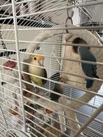 Agapornis Dwergpapegaai 4 mooie kleuren, Geslacht onbekend, Dwergpapegaai of Agapornis