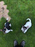 Nieuw baasje gezocht voor Jack Russell, 6 jaar of ouder, Parvo, Jack Russell Terriër, Meerdere