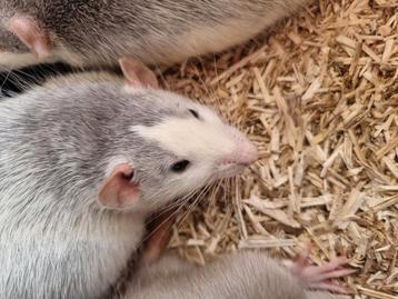Jonge rittens ratjes uit huiselijke sfeer en handtam  beschikbaar voor biedingen
