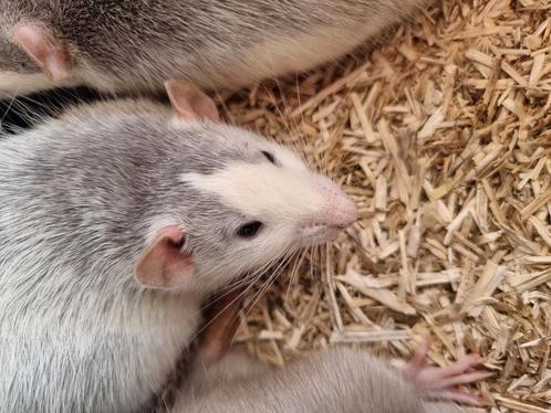 Jonge rittens ratjes uit huiselijke sfeer en handtam, Dieren en Toebehoren, Knaagdieren, Meerdere dieren, Rat, Na 1 juli 2024