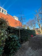 Appelboom 2 stuks, Ophalen, Volle zon, Overige soorten