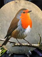 Roodborstje op tak - Aluminium bord, Ophalen of Verzenden, Nieuw