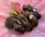 Prachtige Handtamme Raszuivere Minilop Hangoortjes, Meerdere dieren, Dwerg, Hangoor, 0 tot 2 jaar